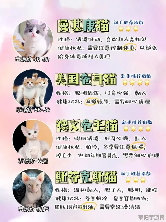 猫咪网站最新地域网名怎么取?2021年热门词汇大揭秘 猫咪网站最新地域网名怎么取?2021年热门词汇大揭秘