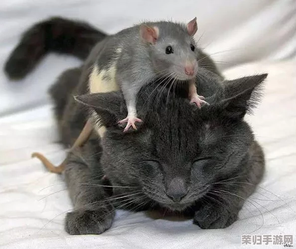 探索双猫模式下的智慧较量：猫和老鼠的极限策略对战指南