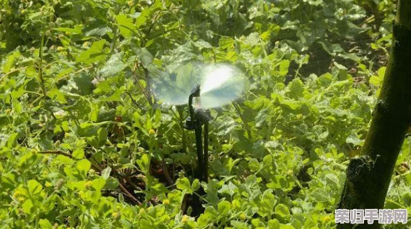 自动灌溉系统by应照离：高效节水，提升农作物生长质量的创新解决方案