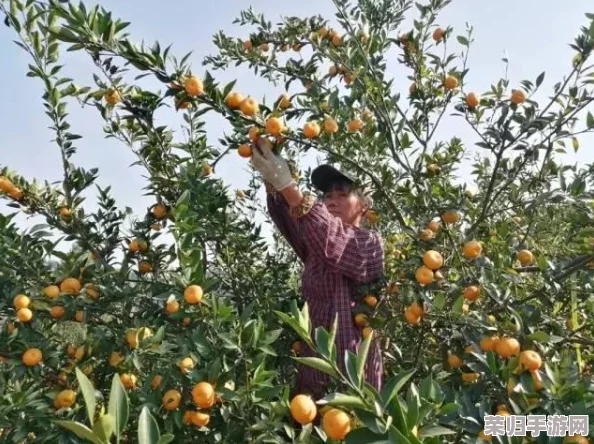 自动灌溉系统by应照离：高效节水，提升农作物生长质量的创新解决方案