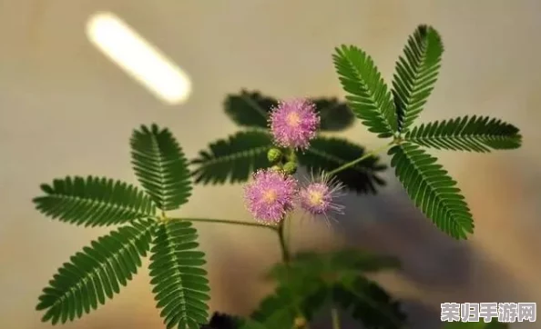 含羞草实验实验究2023：科学与自然的奇妙交汇，揭示植物反应背后的奥秘与启示