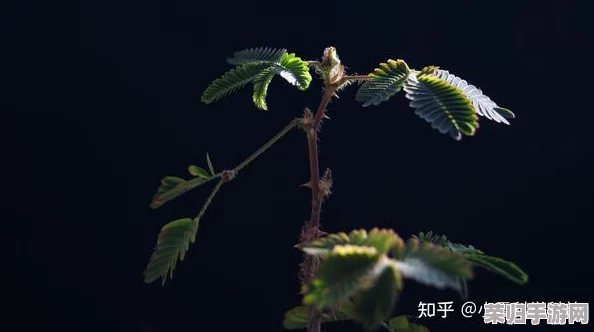 含羞草实验实验究2023:科学与自然的奇妙交汇,揭示植物反应背后的奥秘与启示 含羞草实验实验究2023:科学与自然的奇妙交汇,揭示植物反应背后的奥秘与启示