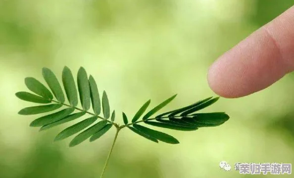 含羞草实验实验究2023:科学与自然的奇妙交汇,揭示植物反应背后的奥秘与启示 含羞草实验实验究2023:科学与自然的奇妙交汇,揭示植物反应背后的奥秘与启示
