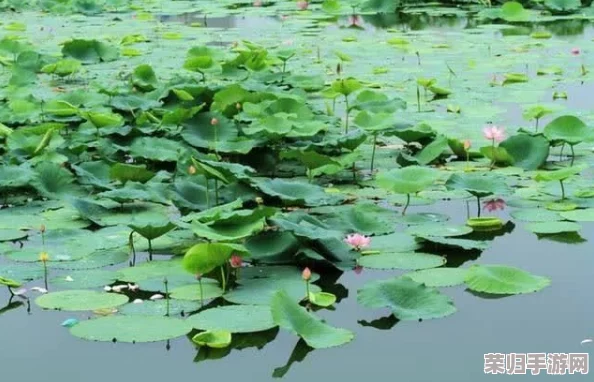 春潮玉露,满园花开,如诗如画,令人陶醉 春潮玉露,满园花开,如诗如画,令人陶醉