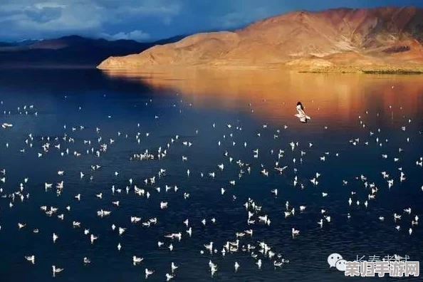 流萤自我奖励被发现：一种独特而令人惊讶的行为展示