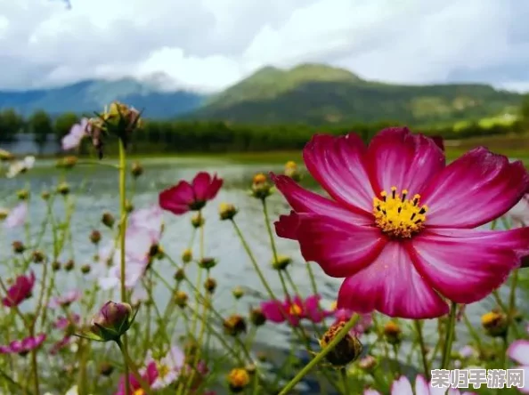 日韩野花免费看11：细腻的画面与动人的故事，带你领略不一样的视觉盛宴