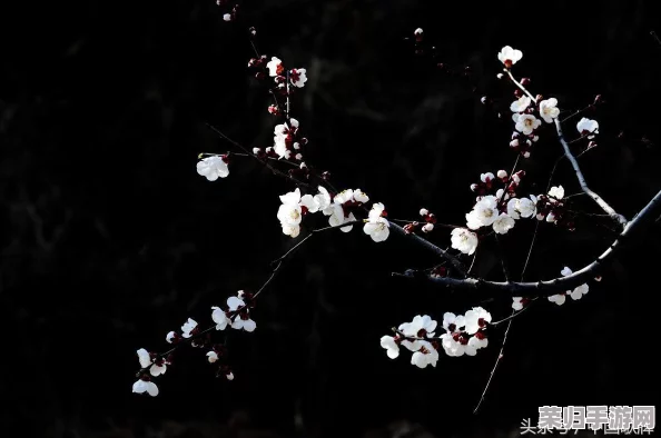 《江湖如梦》手游攻略：精心培育红颜伴侣，解锁情缘深度养成秘籍
