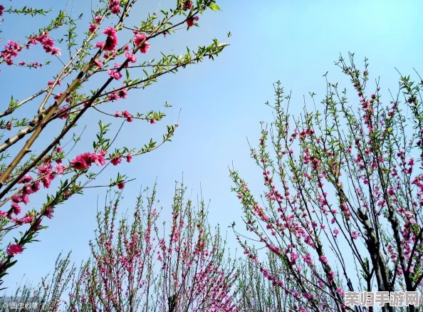 《江湖如梦》手游攻略：精心培育红颜伴侣，解锁情缘深度养成秘籍