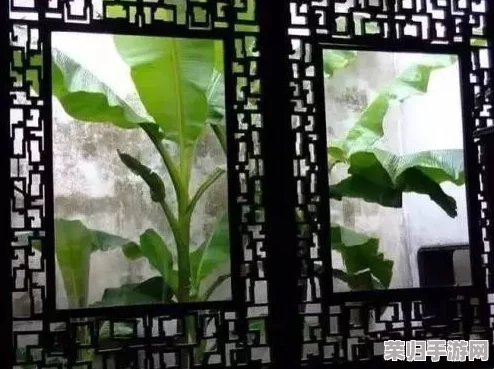 八尺夫人意大利 满天星 最新下载安装，体验全新功能
