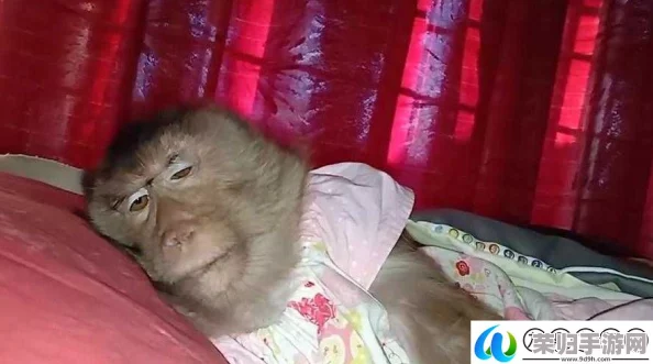男生女生一起生侯猴子不盖被子，展现了年轻人对生活的独特理解与幽默感