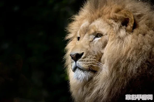 王者荣耀女英雄被狂揉下部,玩家热议背后的游戏设计与角色塑造 王者荣耀女英雄被狂揉下部,玩家热议背后的游戏设计与角色塑造