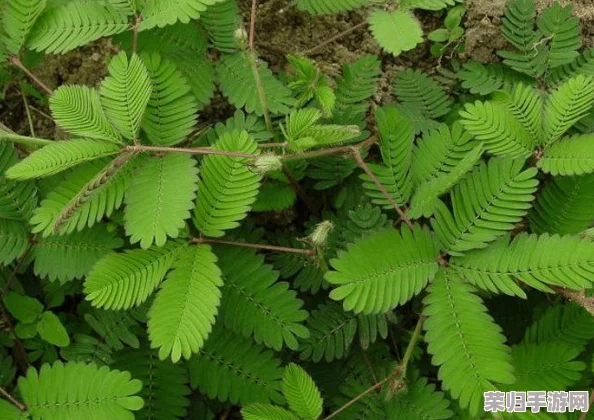 含羞草未满 禁止观看：揭开神秘植物的秘密，感受自然之美与奇妙体验