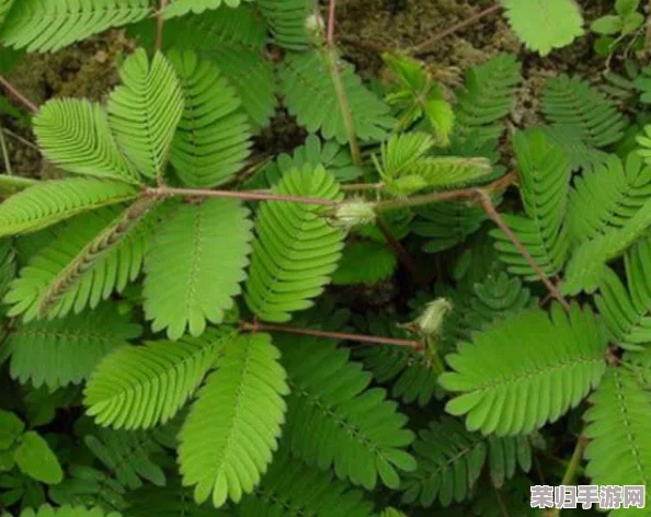含羞草未满 禁止观看：揭开神秘植物的秘密，感受自然之美与奇妙体验