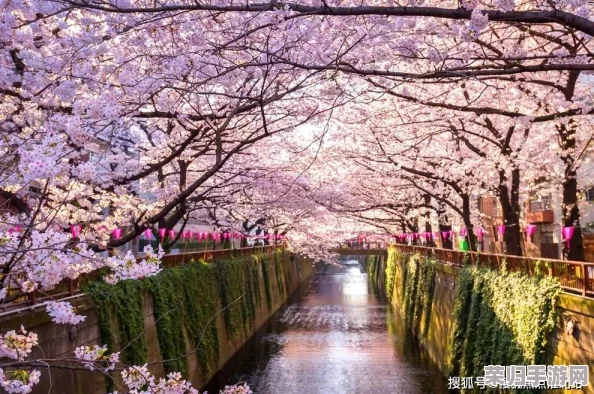 日本xxww：感受樱花季节的浪漫与传统文化的完美交融