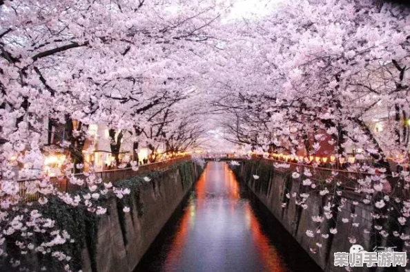 日本xxww：感受樱花季节的浪漫与传统文化的完美交融