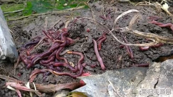 榴莲草莓西瓜茄子黄瓜哪个更适合夏天食用? 夏季清凉美味水果与蔬菜的完美选择! 榴莲草莓西瓜茄子黄瓜哪个更适合夏天食用? 夏季清凉美味水果与蔬菜的完美选择!