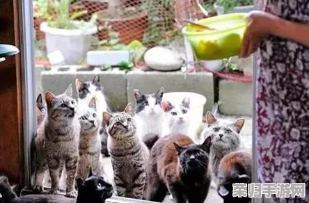 解锁猫咪别追我：新手入门全攻略，轻松掌握游戏技巧与乐趣玩法指南