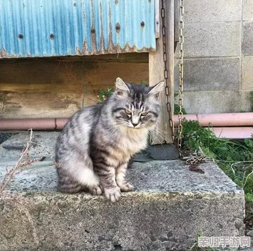 解锁猫咪别追我：新手入门全攻略，轻松掌握游戏技巧与乐趣玩法指南