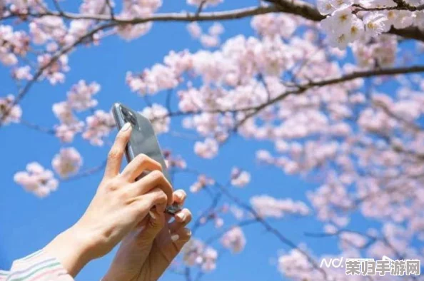 日本大香焦：畅游樱花季节，感受和风细雨与美食的完美结合