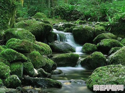 浓密的森林小溪在流淌水，感受大自然的宁静与美丽，心灵的洗涤之旅即将开始