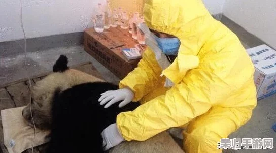 日本护士献身取精大全：探究护士在生育辅助中的专业贡献与人文关怀