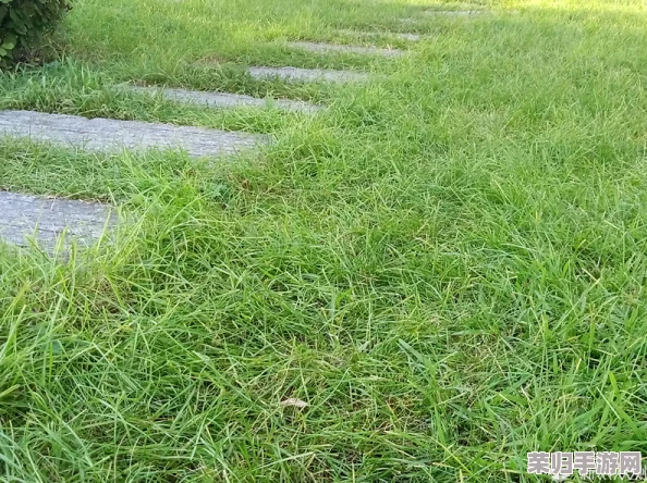 0adc野草年龄认证欢迎您的到来，专业、准确、便捷，让您轻松了解野草的真实年龄