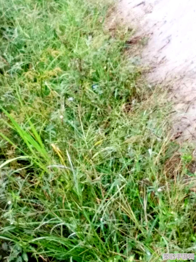 0adc野草年龄认证欢迎您的到来,专业、准确、便捷,让您轻松了解野草的真实年龄 0adc野草年龄认证欢迎您的到来,专业、准确、便捷,让您轻松了解野草的真实年龄