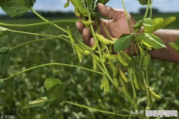 大豆行情网免费v：全面、及时的大豆价格信息，助您把握市场动态