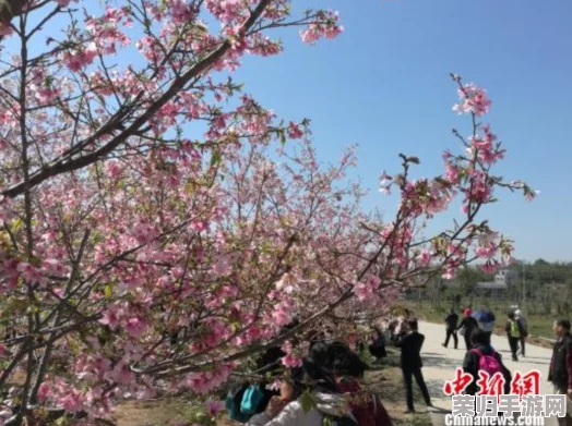 病勤楼栋1-12樱花未增减，整体景观保持稳定，吸引游客关注与赞赏