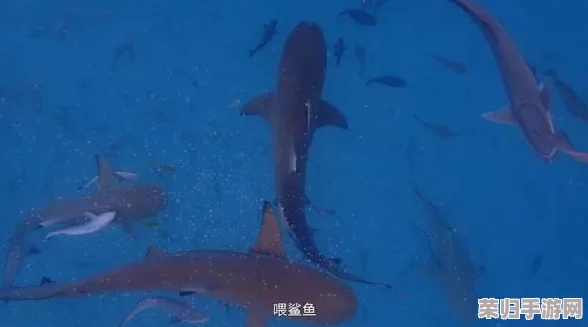 魔兽世界乌龟服攻略：10级猎人缺失职业任务？解锁成长新路径！