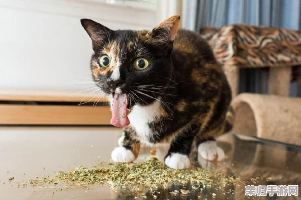 解锁猫研社新玩法！超实用游戏技巧大放送，让你成为猫咪界的大师！