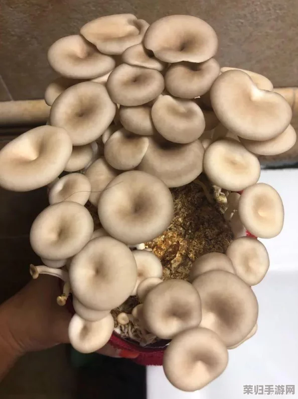 17c555黑料蘑菇：如何在家轻松种植与养护的全攻略分享