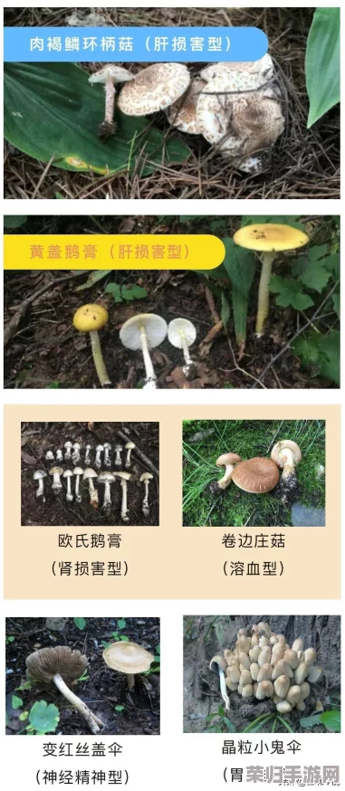 17c555黑料蘑菇：如何在家轻松种植与养护的全攻略分享