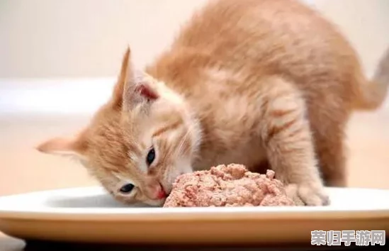 《怪物猎人:世界》顶尖猫饭秘籍,解锁最佳食材搭配策略! 《怪物猎人:世界》顶尖猫饭秘籍,解锁最佳食材搭配策略!