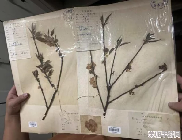 植物大战僵尸：深度解析背后的编程代码奥秘！