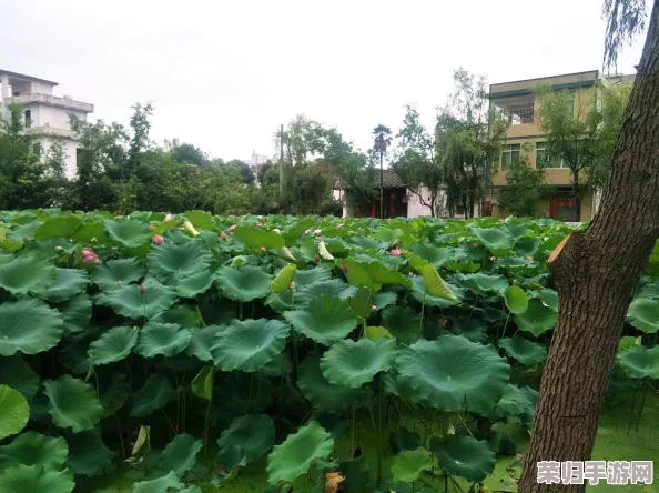 含苞待放周延镇莹莹谜:探寻乡村振兴与文化传承的美丽交融之路 含苞待放周延镇莹莹谜:探寻乡村振兴与文化传承的美丽交融之路
