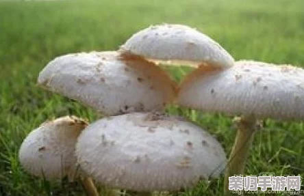 大蘑菇进入子宫的10个原因：女性健康与神秘生物学的奇妙交汇