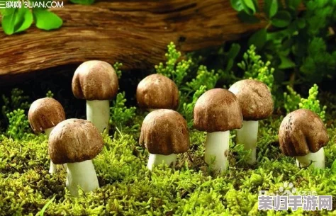 大蘑菇进入子宫的10个原因:女性健康与神秘生物学的奇妙交汇 大蘑菇进入子宫的10个原因:女性健康与神秘生物学的奇妙交汇