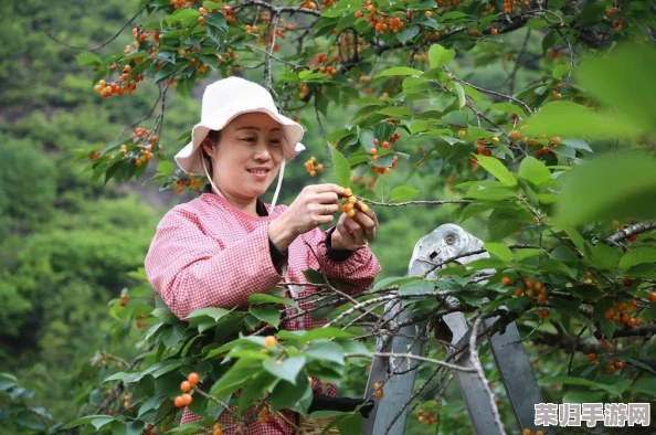 樱桃视频大全免费高清，精彩内容应有尽有，不容错过！