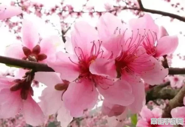 国色天香桃花朵朵开万事皆胜意，春暖花开时节共赏美景乐享生活