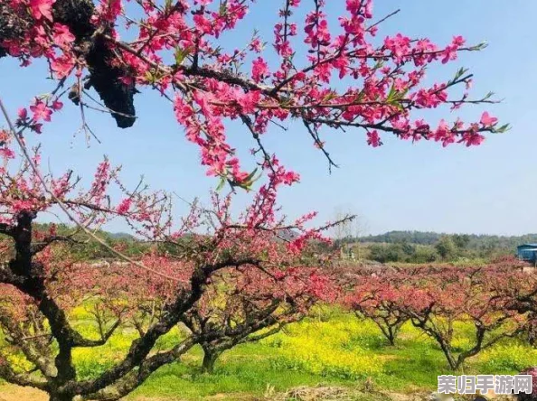 国色天香桃花朵朵开万事皆胜意，春暖花开时节共赏美景乐享生活