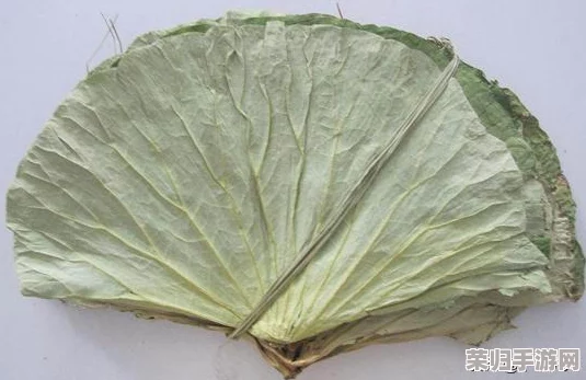 千层莲花裹茎术：神奇瘦身秘籍，轻松塑造完美身材
