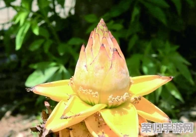 千层莲花裹茎术：神奇瘦身秘籍，轻松塑造完美身材