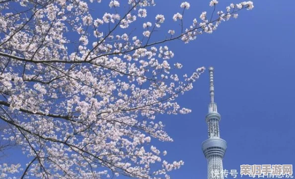 日本签证清高难度破解：一场樱花树下的签证冒险之旅