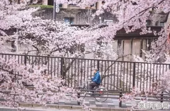 日本签证清高难度破解：一场樱花树下的签证冒险之旅