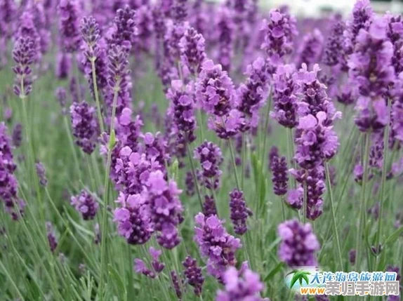 日本薰衣草实验研究所的优势：独特科研方法与丰富经验助力植物科学发展