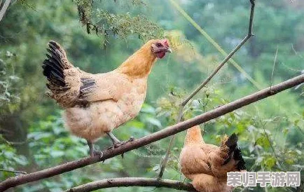 性BBwBBwBBwBBw禽：绝对让人大开眼界的惊艳之作