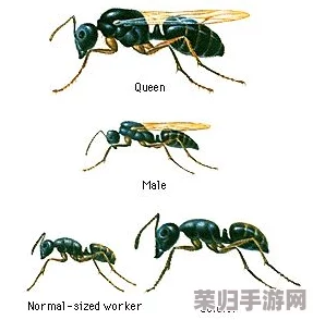 探索艾尔登法环：咒蛙与蚂蚁挑战，是否必战之谜揭晓！