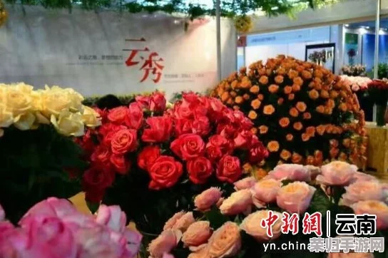 探寻绝美霓裳花，最佳购买地点与选购秘籍！