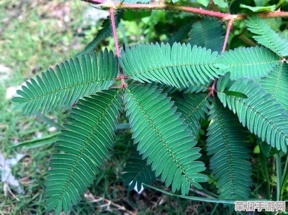 含羞草实验究2023：触碰科学的魔法，探索植物的神秘世界